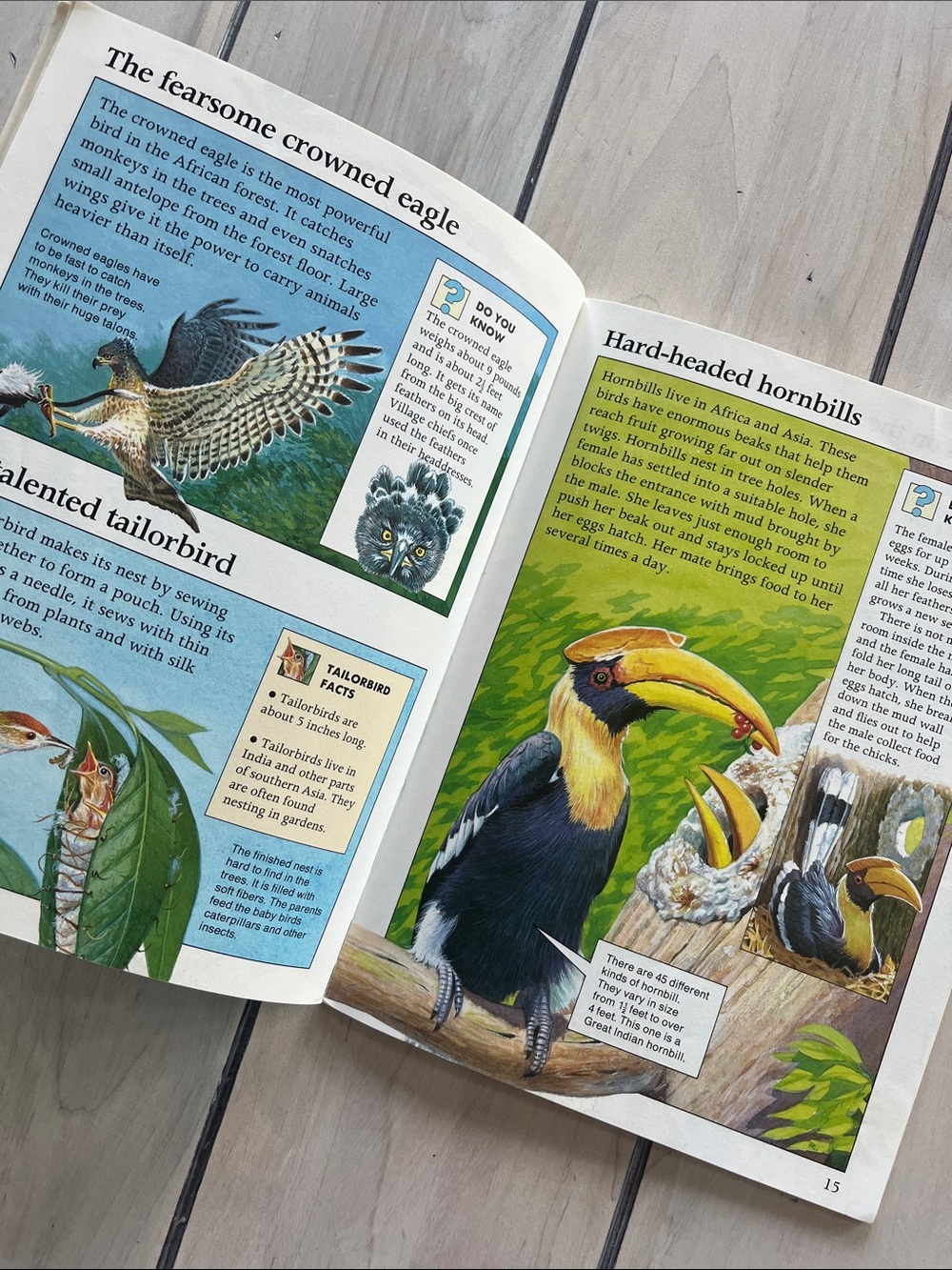 Rain Forest Book Bundle: The Great Kapok Tree, Rainforest Animals and Babies - Picture 8 of 8